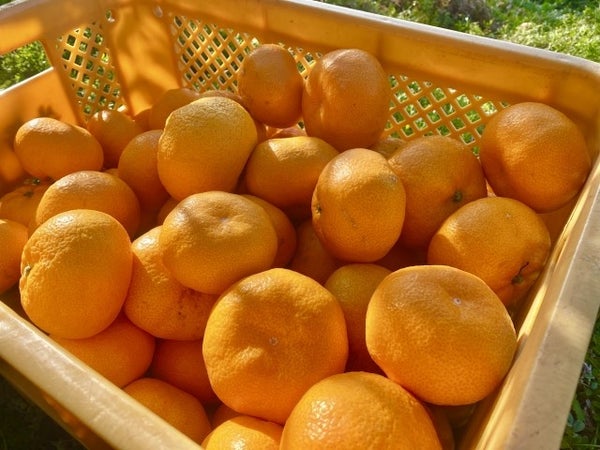 ■<見頃を迎えております♪>【山梨・神奈川】紅葉ときらめく夜☆紅葉×イルミネーション!紅葉の名所「河口湖もみじ回廊」&関東最大級約600万球の光の祭典「さがみ湖イルミリオン」鑑賞!みかん食べ放題も♪3